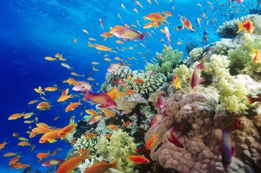 EGITTO: IL CAIRO, CROCIERA SUL NILO & MARE