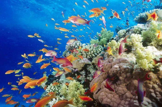 EGITTO: IL CAIRO, CROCIERA SUL NILO & MARE